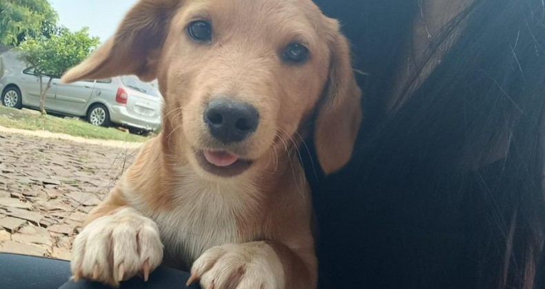 Separação: Longe do cão, ex-namorado angustiado entra na Justiça