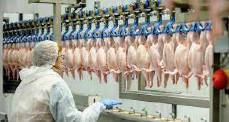 Exportação de carne de frango brasileira cresceu 13,6% no último mês