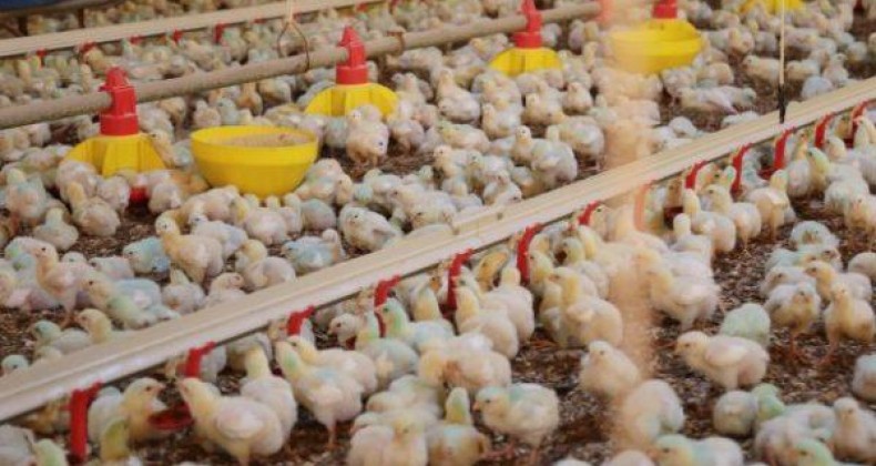 Exportações de carne de frango mantém alta em novembro