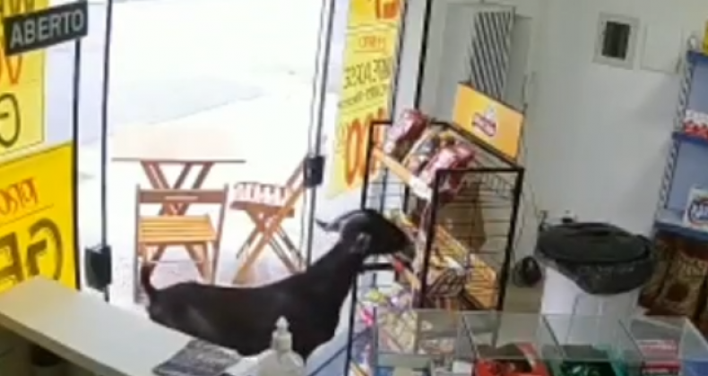 BODE INVADE COMÉRCIO E ‘ROUBA’ SALGADINHOS; ASSISTA O VÍDEO