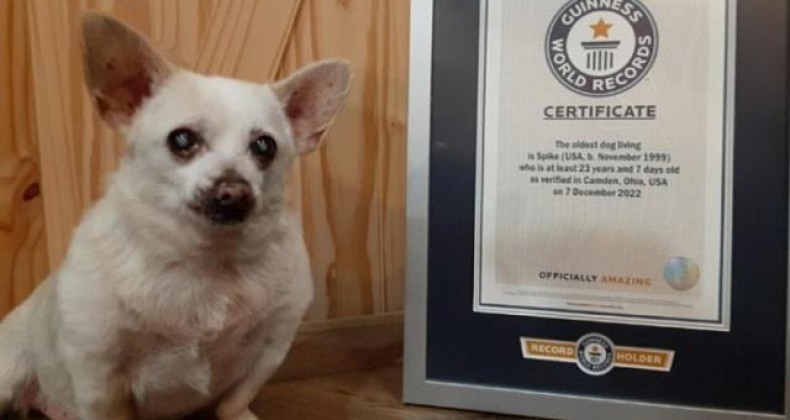 Cachorro de 23 anos recebe título de mais velho do mundo