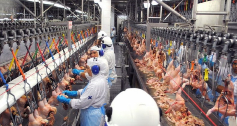 Carne suína e de frango registram queda nos preços em 2023