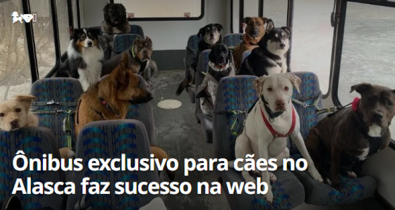 Casal viraliza ao levar cães para passear de ônibus no Alasca