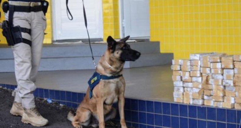 Cão farejador Bili que atuava em Guaraciaba, se aposenta
