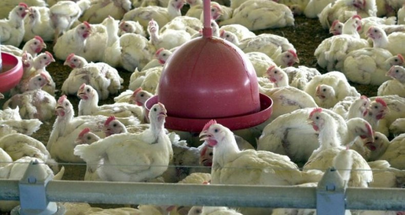 Gripe aviária chega ao Uruguai e Brasil reforça vigilância