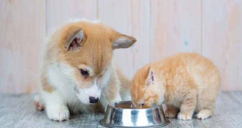 Saiba como alimentar cães e gatos corretamente