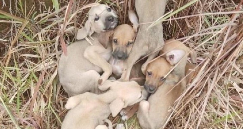 Seis cachorrinhos são abandonados em estrada rural