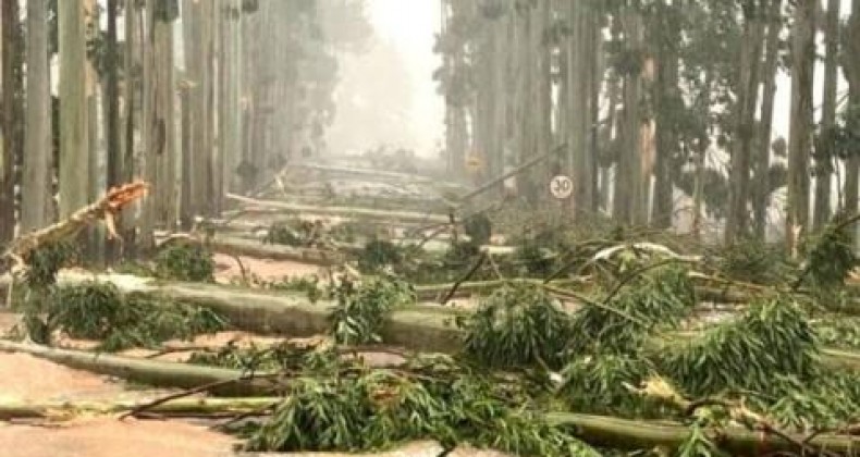 Ventos de 75 km/h causam estragos em SC