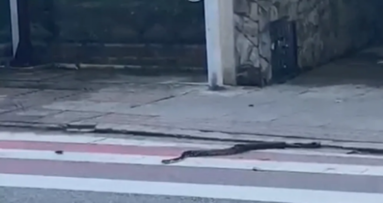 Cobra é flagrada atravessando faixa de pedestres em área nobre de Florianópolis