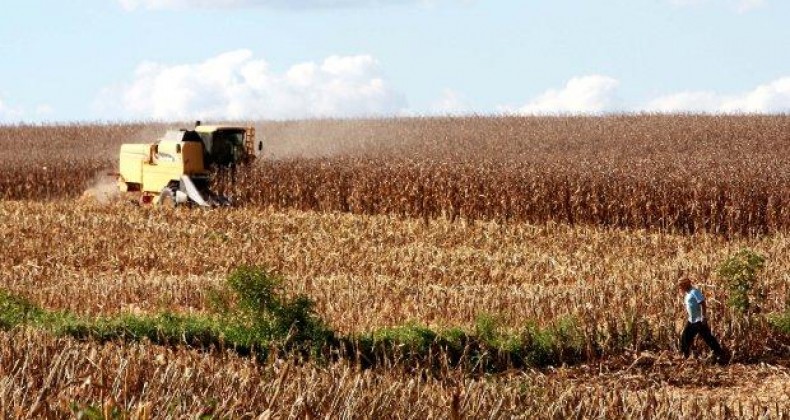Falta de espaço em armazéns de milho pode afetar venda dos produtores