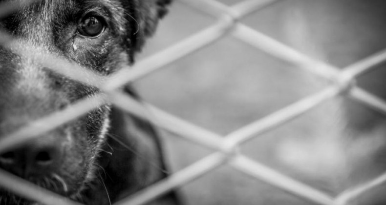 NOVA ERECHIM: Polícia Civil prende homem por maus tratos à animais