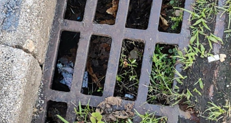 IMAGENS: jacaré é encontrado “morando” em bueiro da Capital