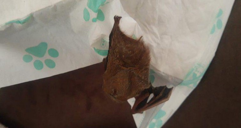 Morcego com raiva é encontrado morto em casa de Chapecó.