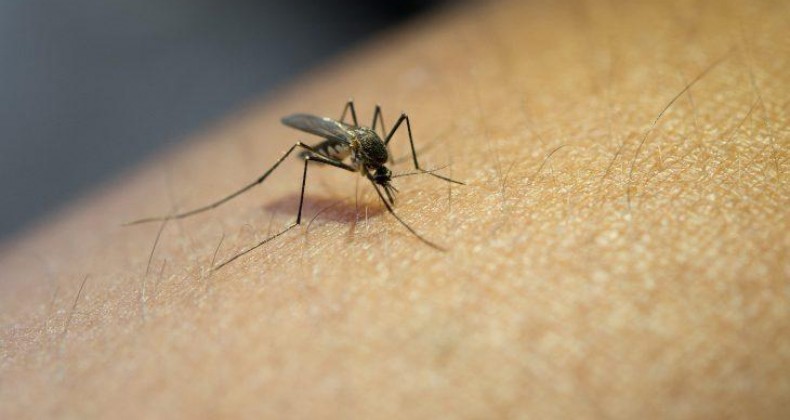 Joinville chega a 10 mortes por dengue em 2023