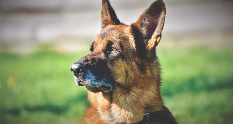 Mulher é condenada após pendurar cachorro em árvore pelo pescoço em SC