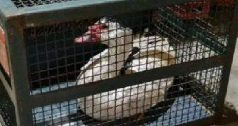 Pato em cima de telhado mobiliza bombeiros em Xanxerê