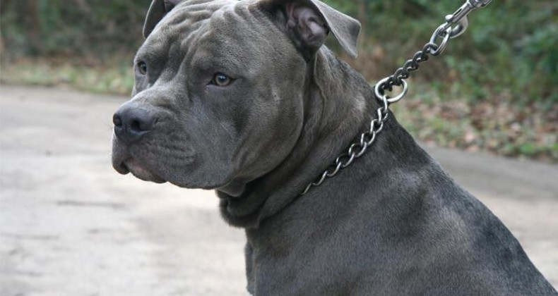 Pitbull se solta de corrente, entra em casa e mata vira-lata em Indaial