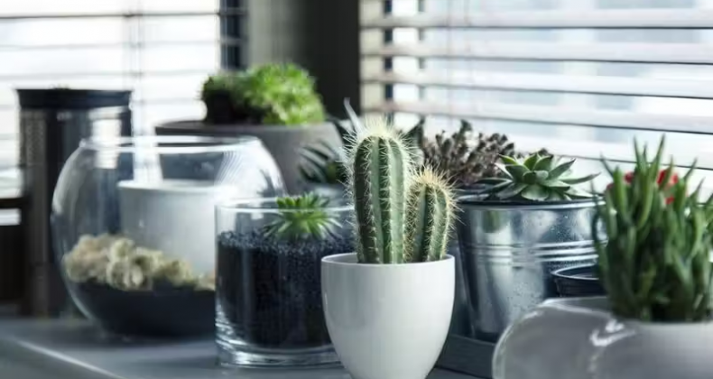 Veja as 10 plantas que ajudam no astral de casa.
