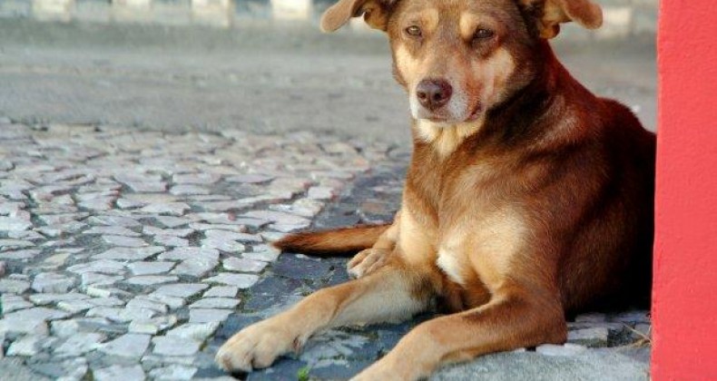 Mulher é presa em Chapecó por maus-tratos de animal