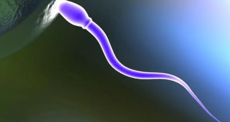 Cientistas desenvolvem contraceptivo masculino que impede que espermatozoides nadem