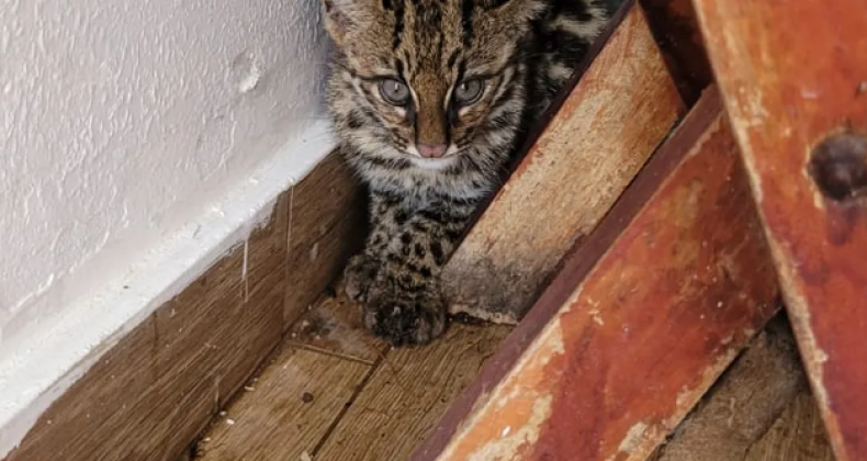 Gato-do-mato-pequeno, ameaçado de extinção, é resgatado em garagem de casa em SC