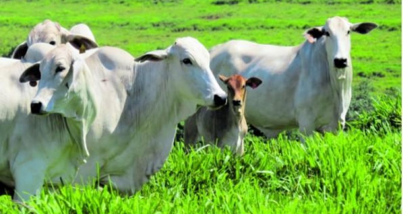 Negociação para exportações de carne bovina brasileira para a China está na fase final