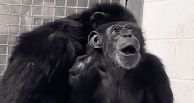 Chimpanzé tem reação emocionante ao ver o céu pela primeira vez